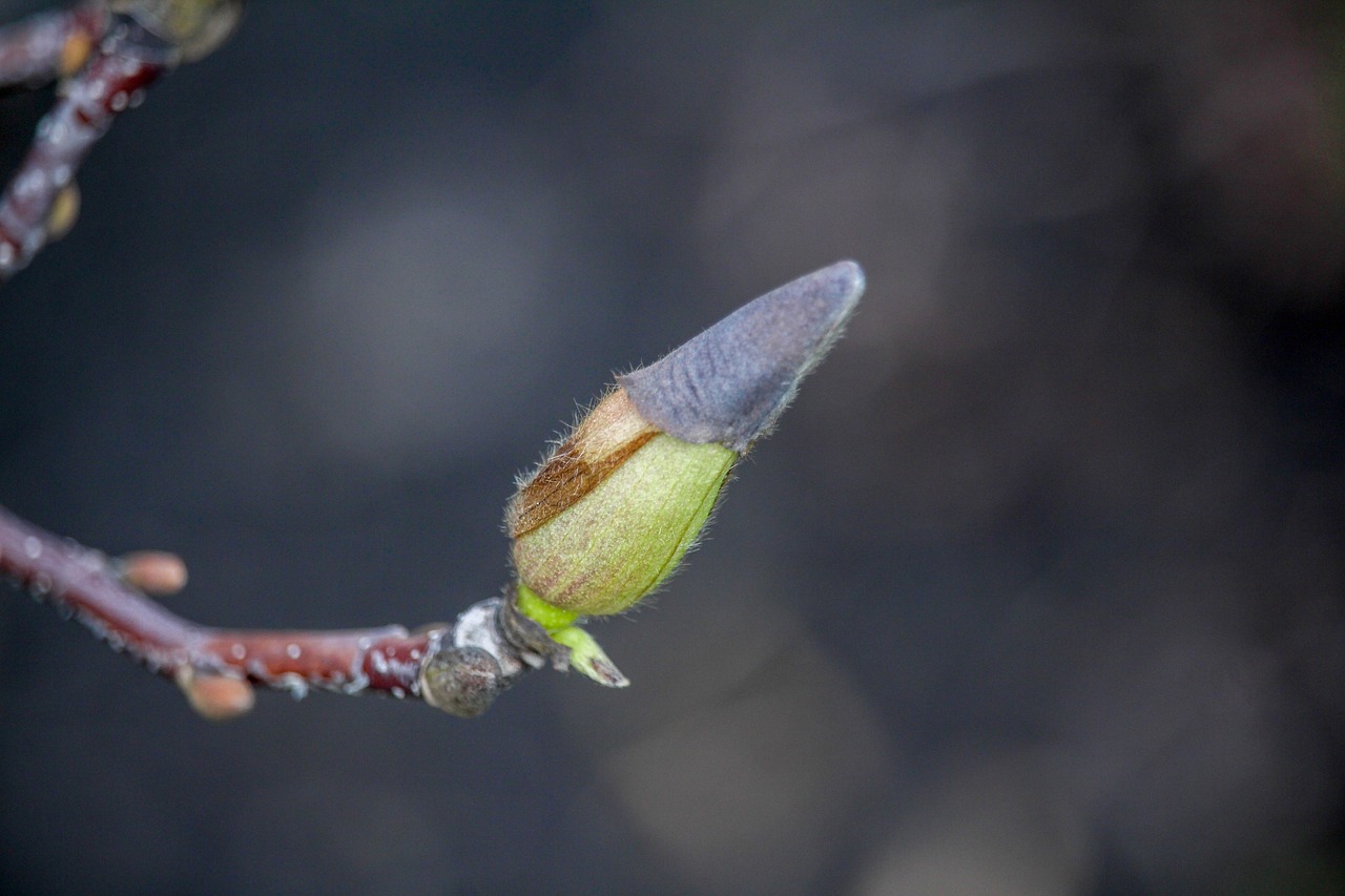 nature  leaf  tree free photo