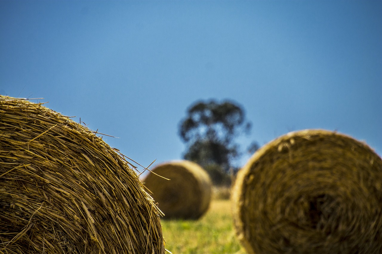 nature  sky  grass free photo