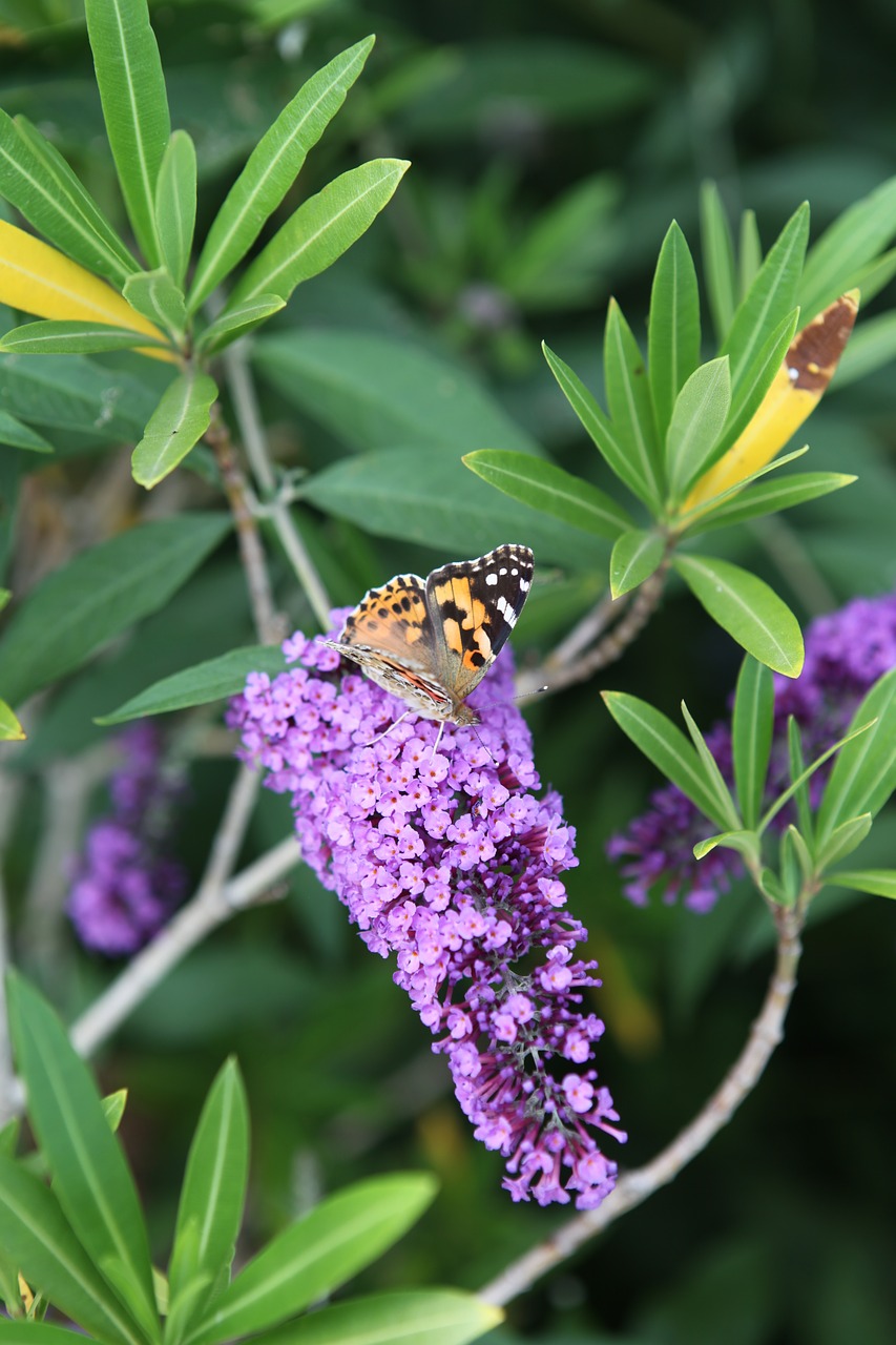 nature  summer  garden free photo