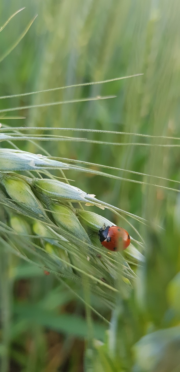 nature  field  agriculture free photo