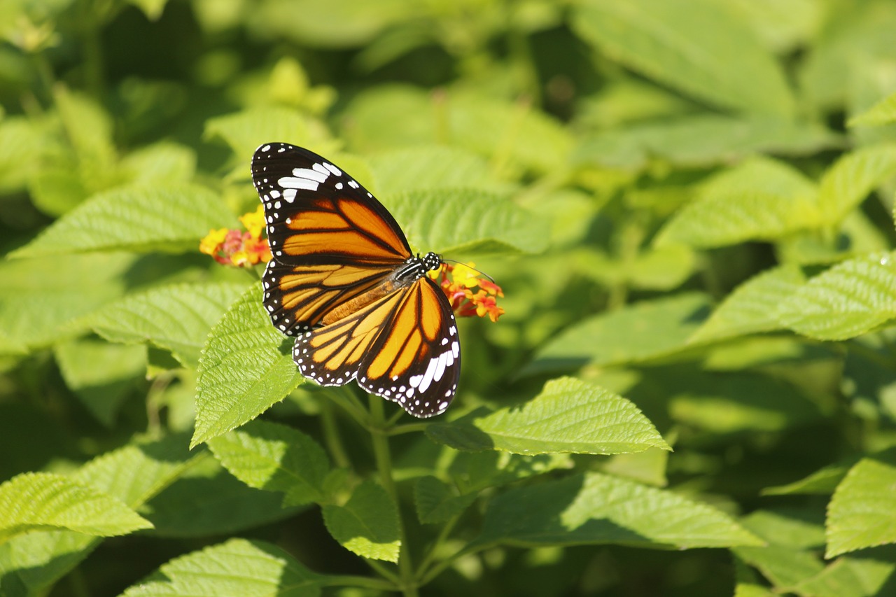 nature  butterfly  summer free photo