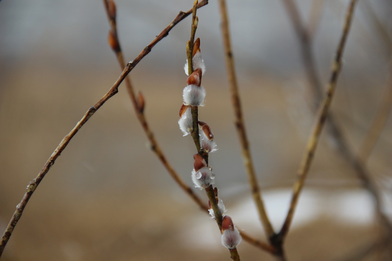 nature  outdoors  winter free photo