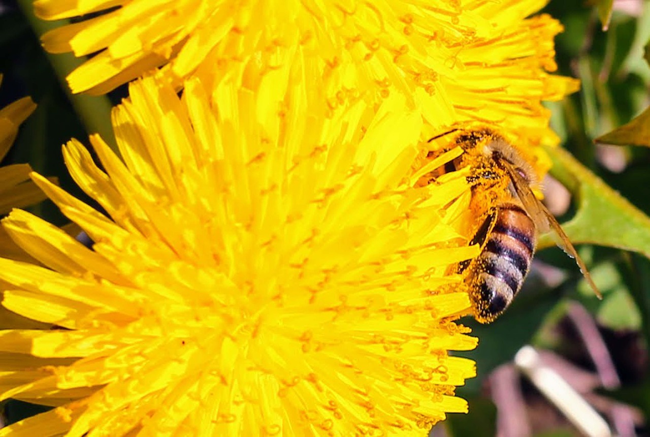 nature  flower  bee free photo