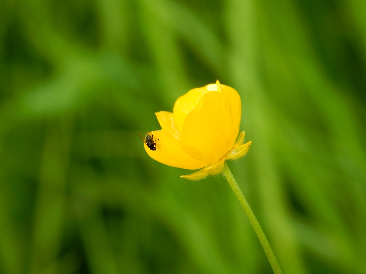 nature  plant  flower free photo