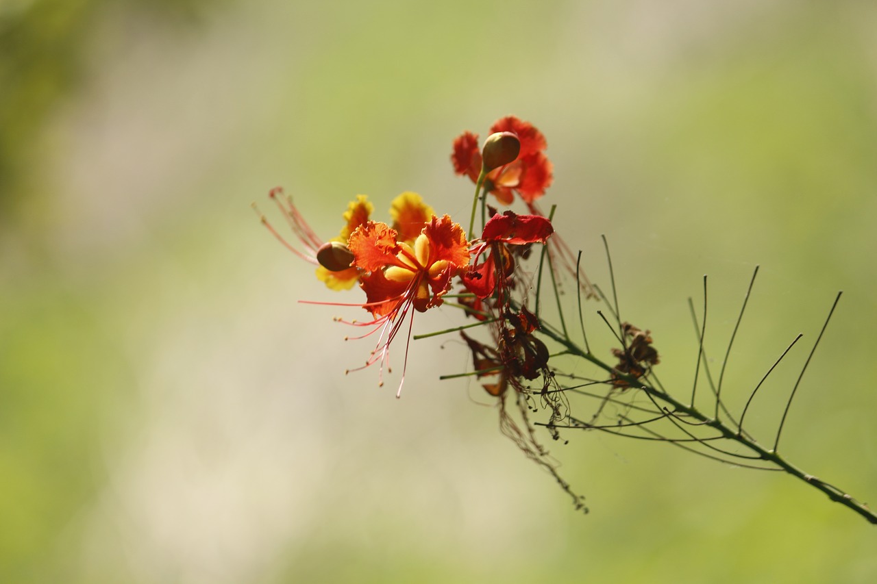 nature  outdoors  flower free photo