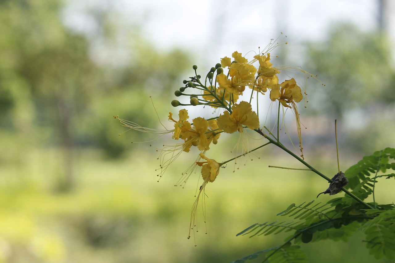 nature  flora  flower free photo