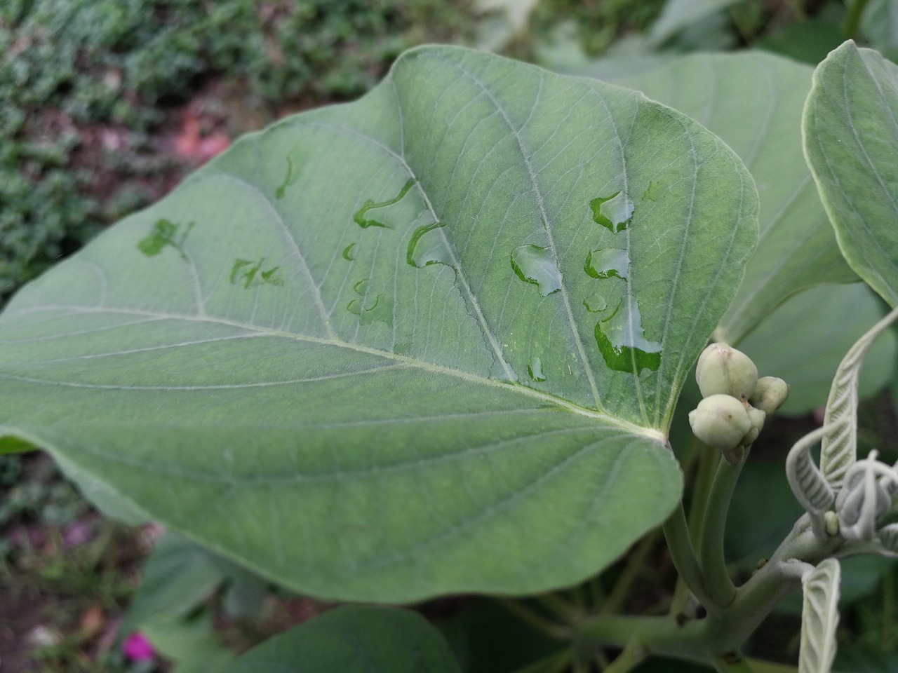 nature  leaf  flora free photo