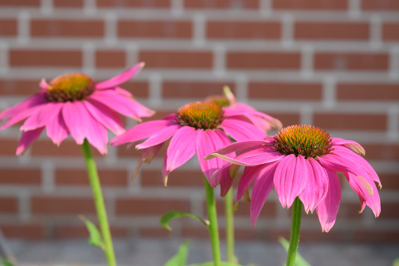 nature  flower  summer free photo