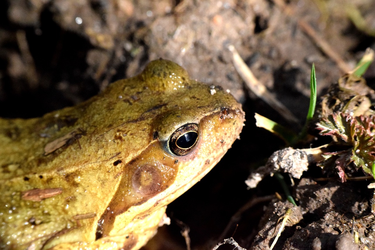 nature  frog  animal world free photo