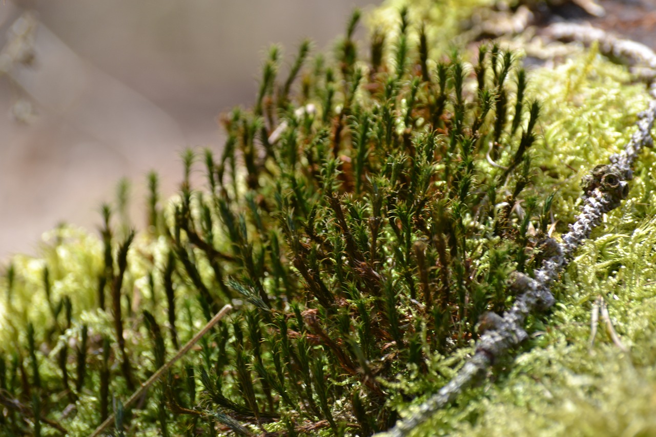 nature  plant  close up free photo