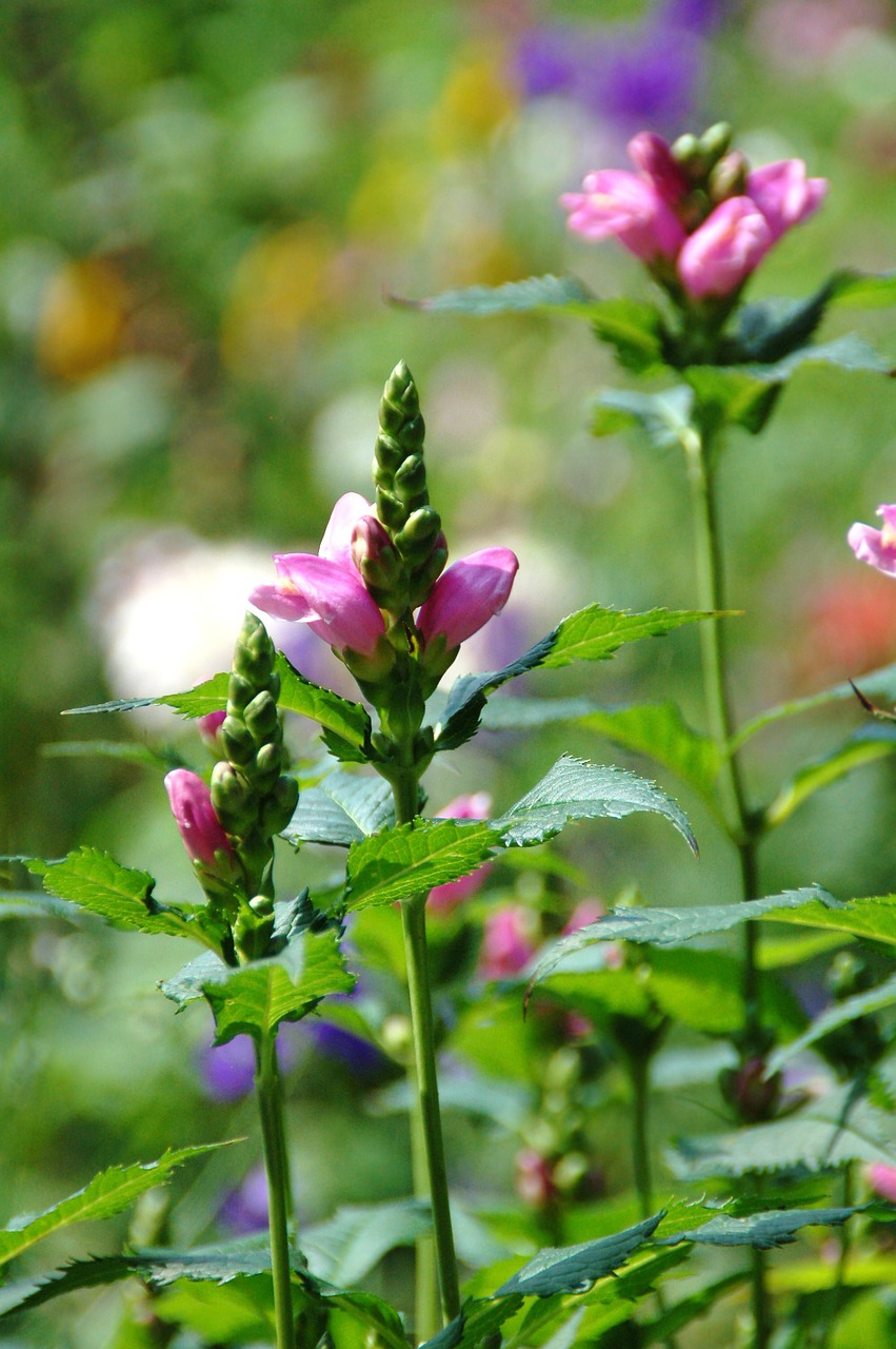 nature  plant  sheet free photo