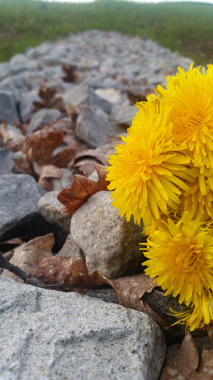 nature  flora  flower free photo