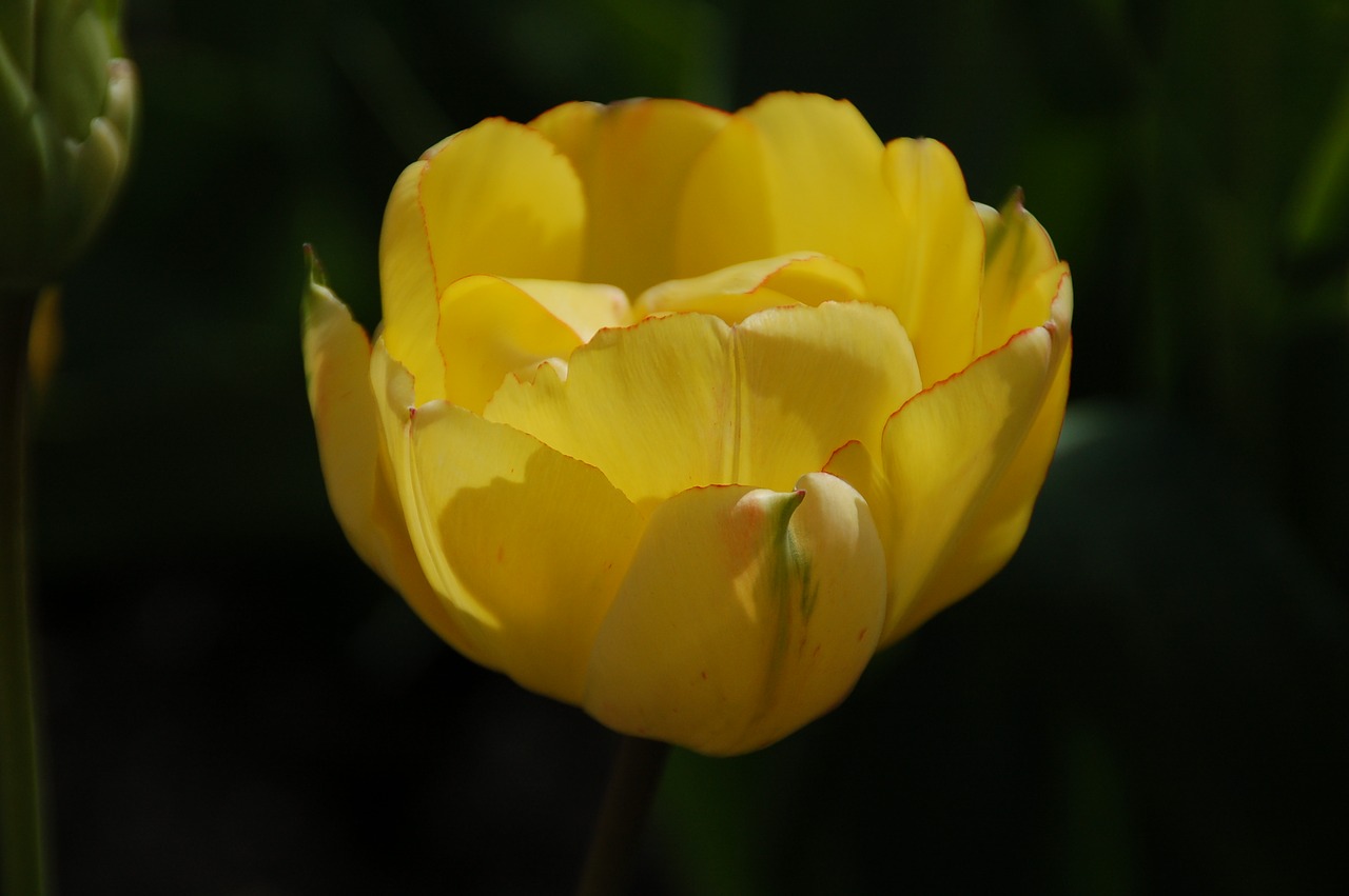 nature  plant  tulip free photo