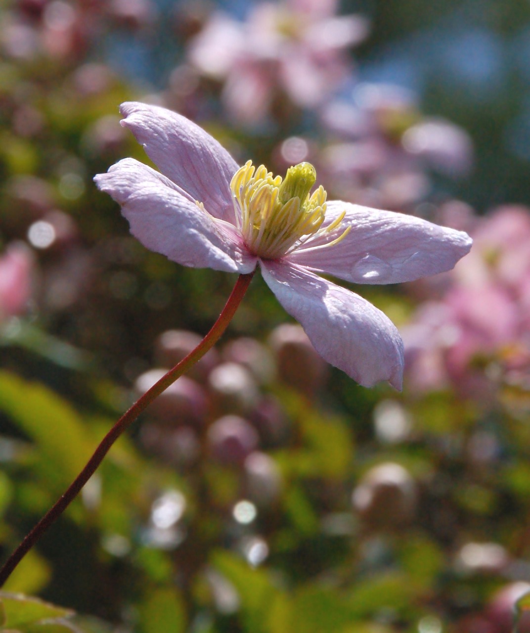 nature  plant  pink free photo