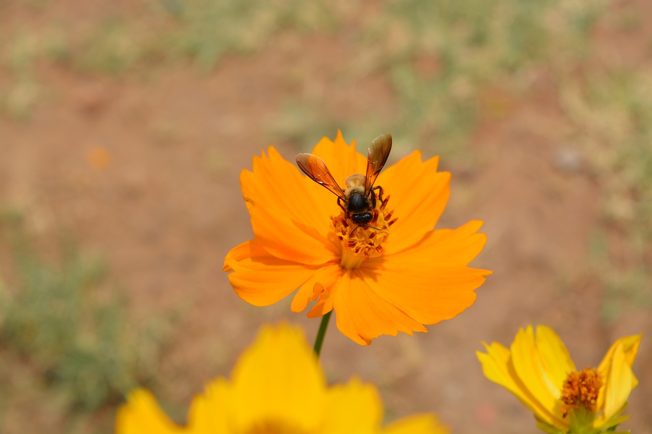 nature  outdoors  flower free photo