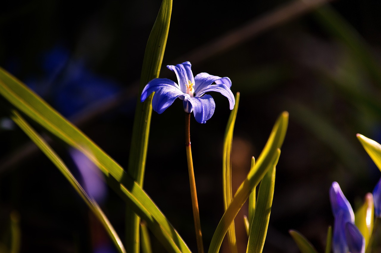 nature  flower  plant free photo