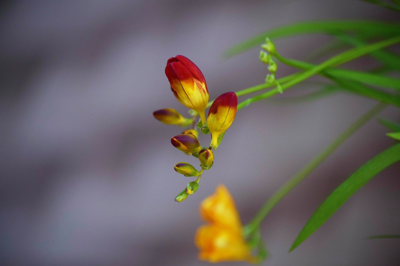 nature  flower  leaf free photo