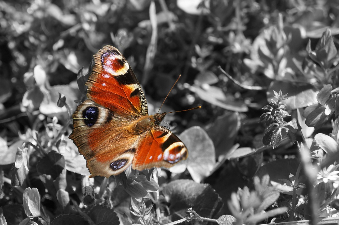 nature  butterfly  flower free photo