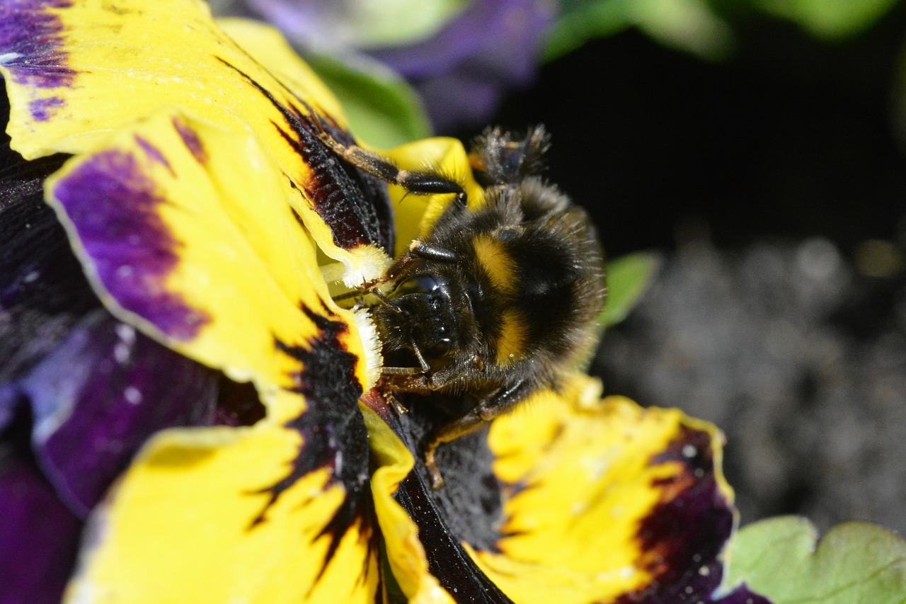 nature  insect  flower free photo