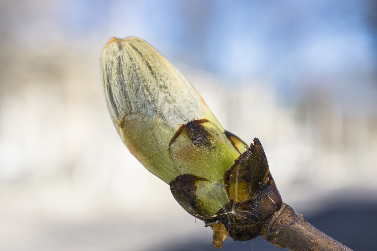 nature  tree  spring free photo