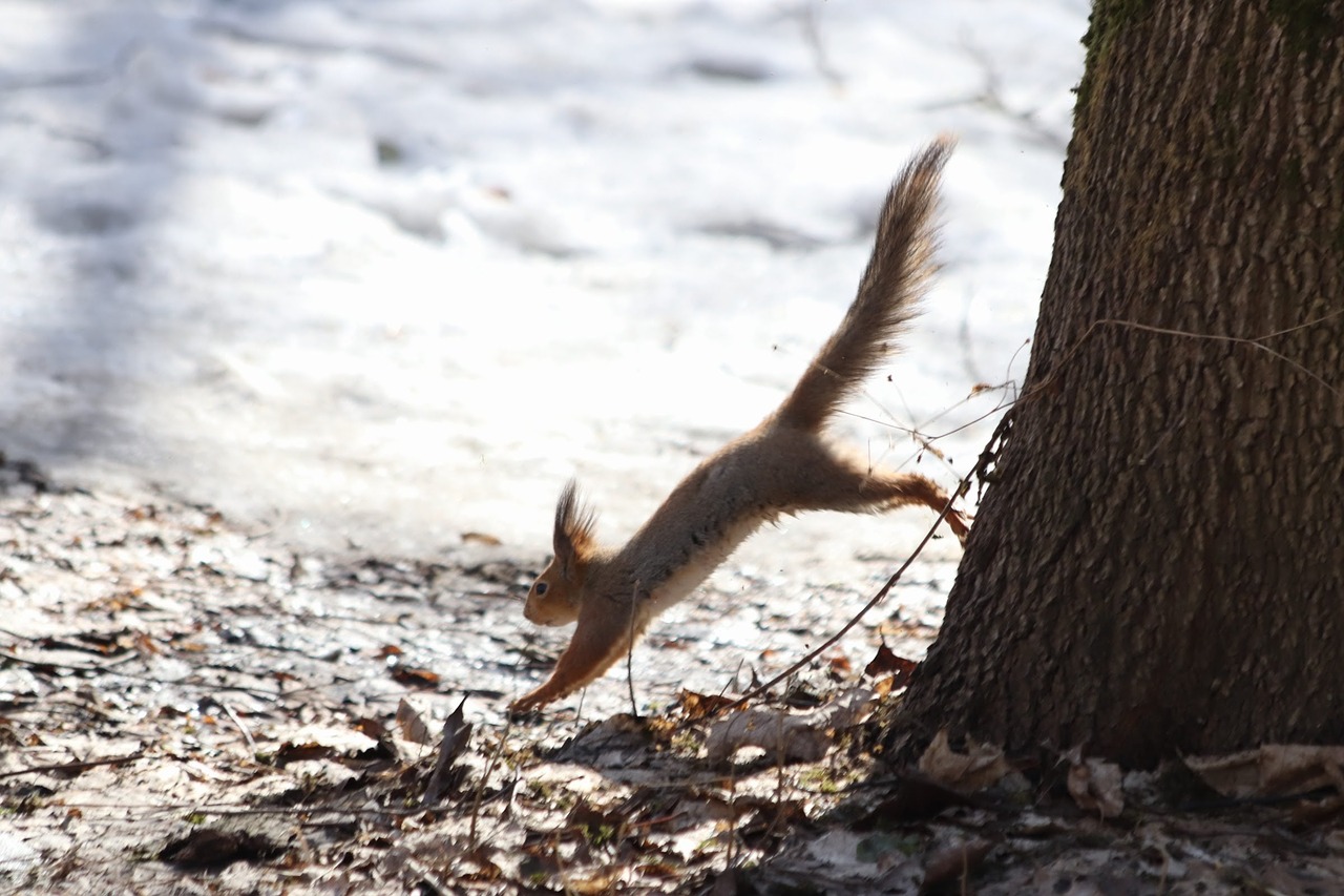 nature  outdoors  snow free photo