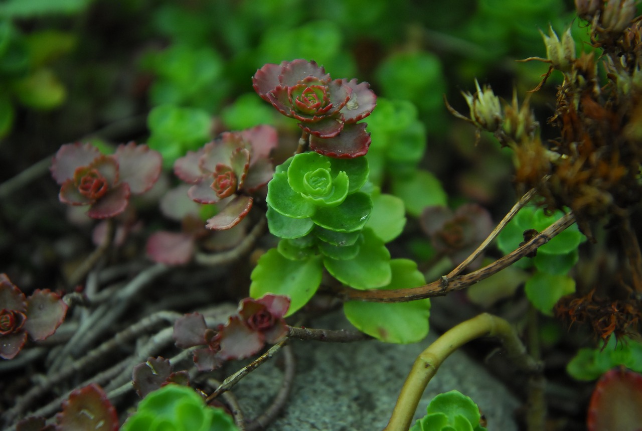 nature  leaf  plant free photo