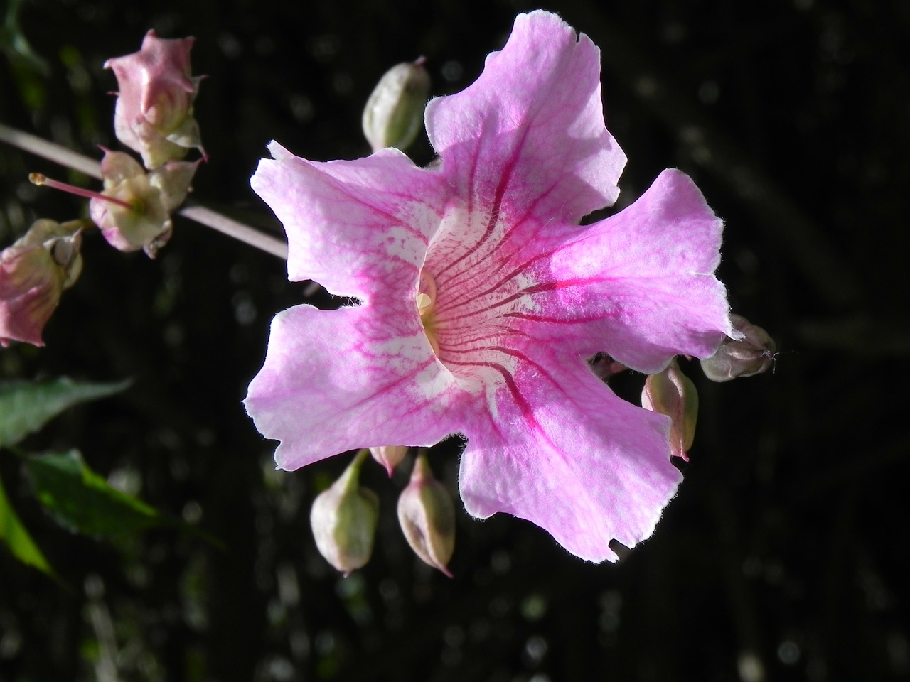 nature flower beautiful free photo