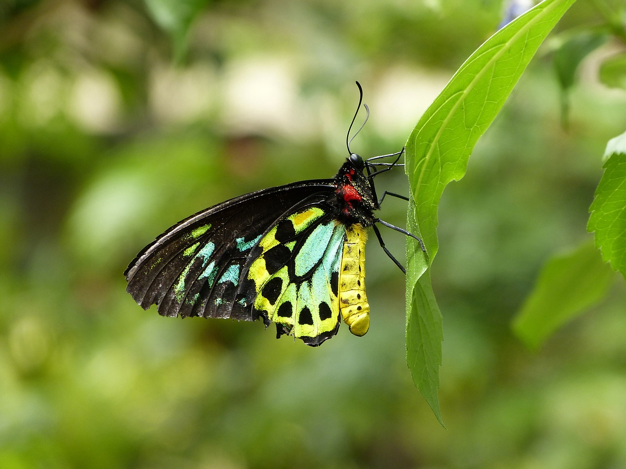 nature  insect  butterfly free photo