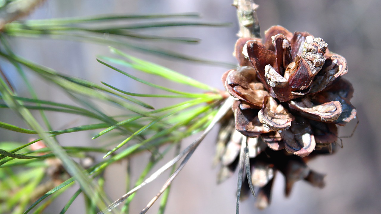 nature  plant  pine cone free photo