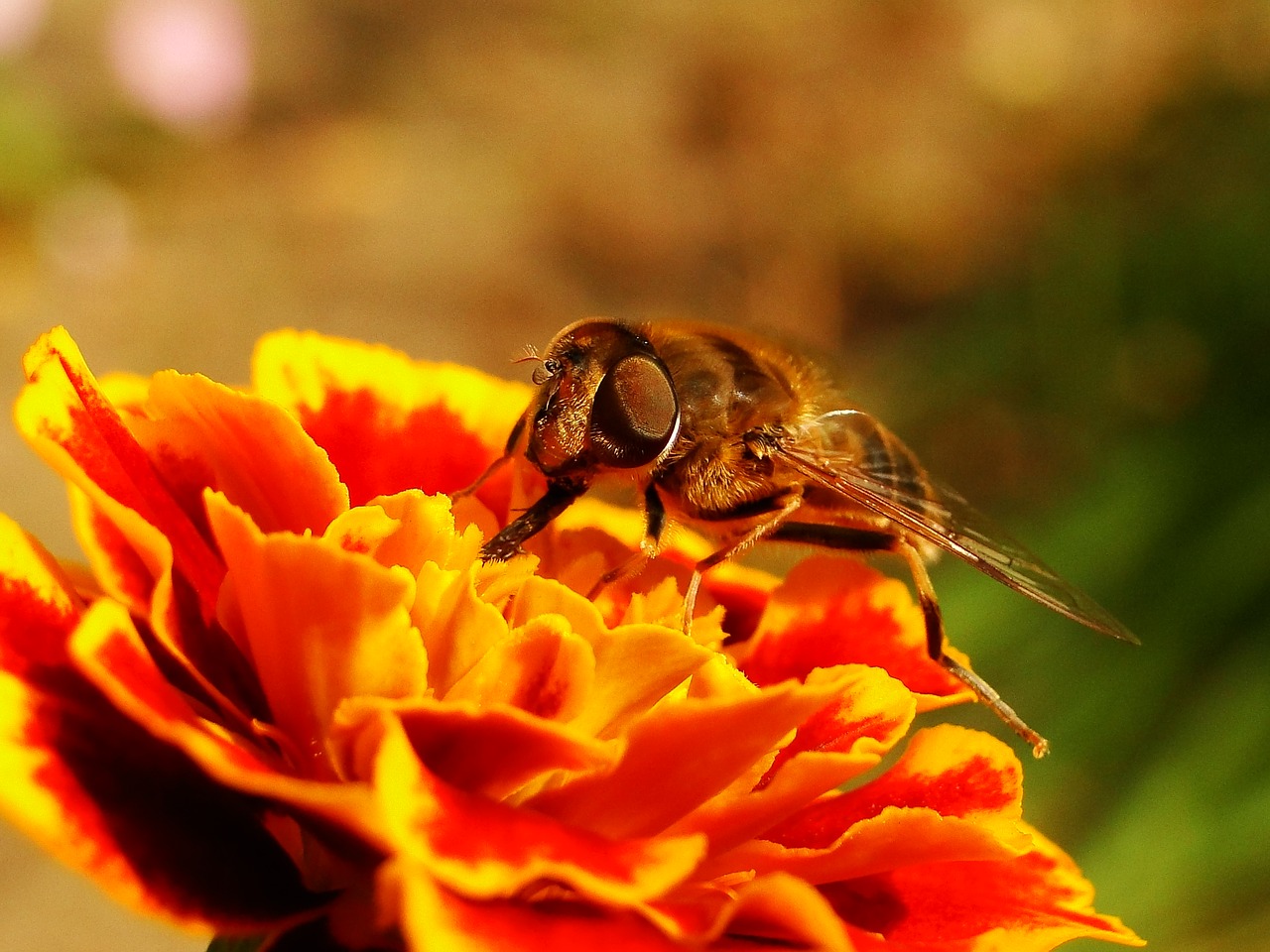 nature  flower  closeup free photo