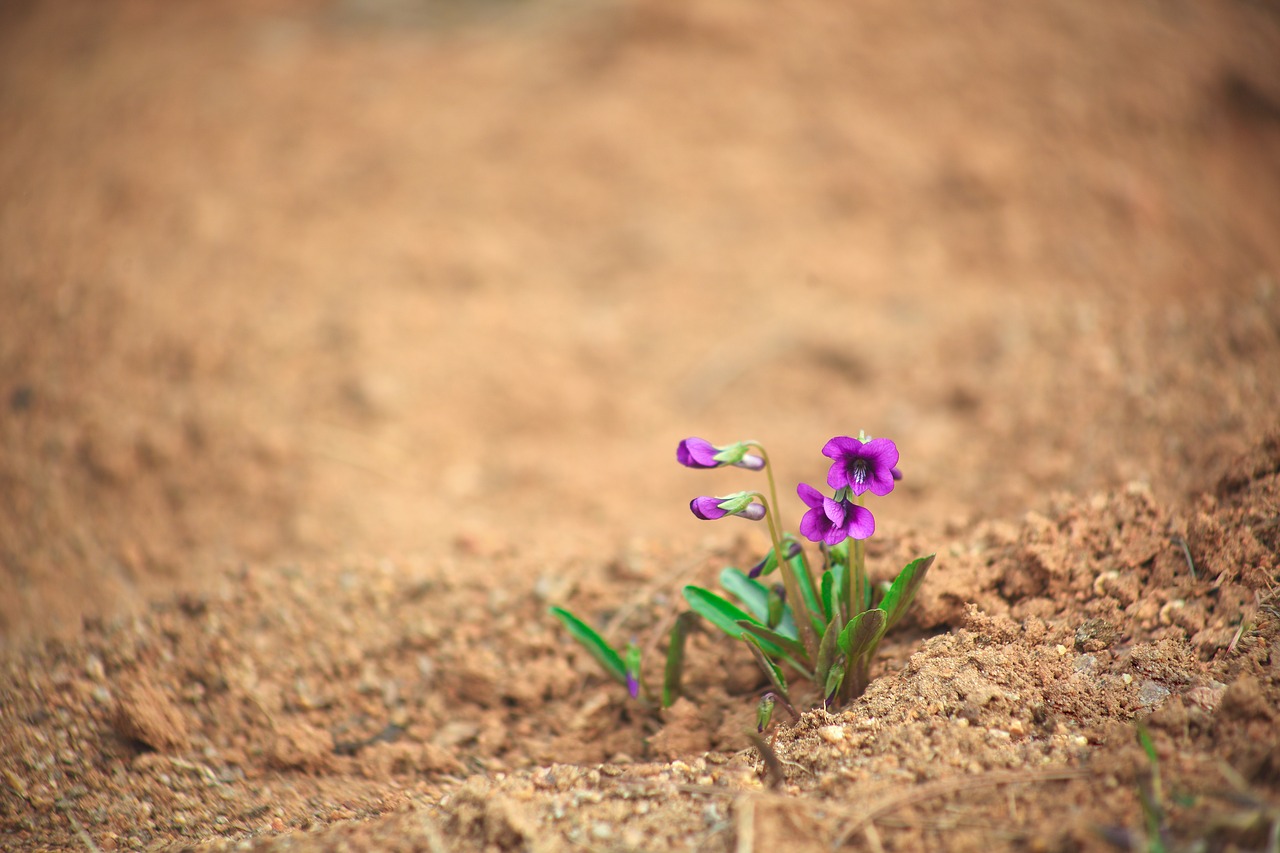 nature  loneliness  plants free photo