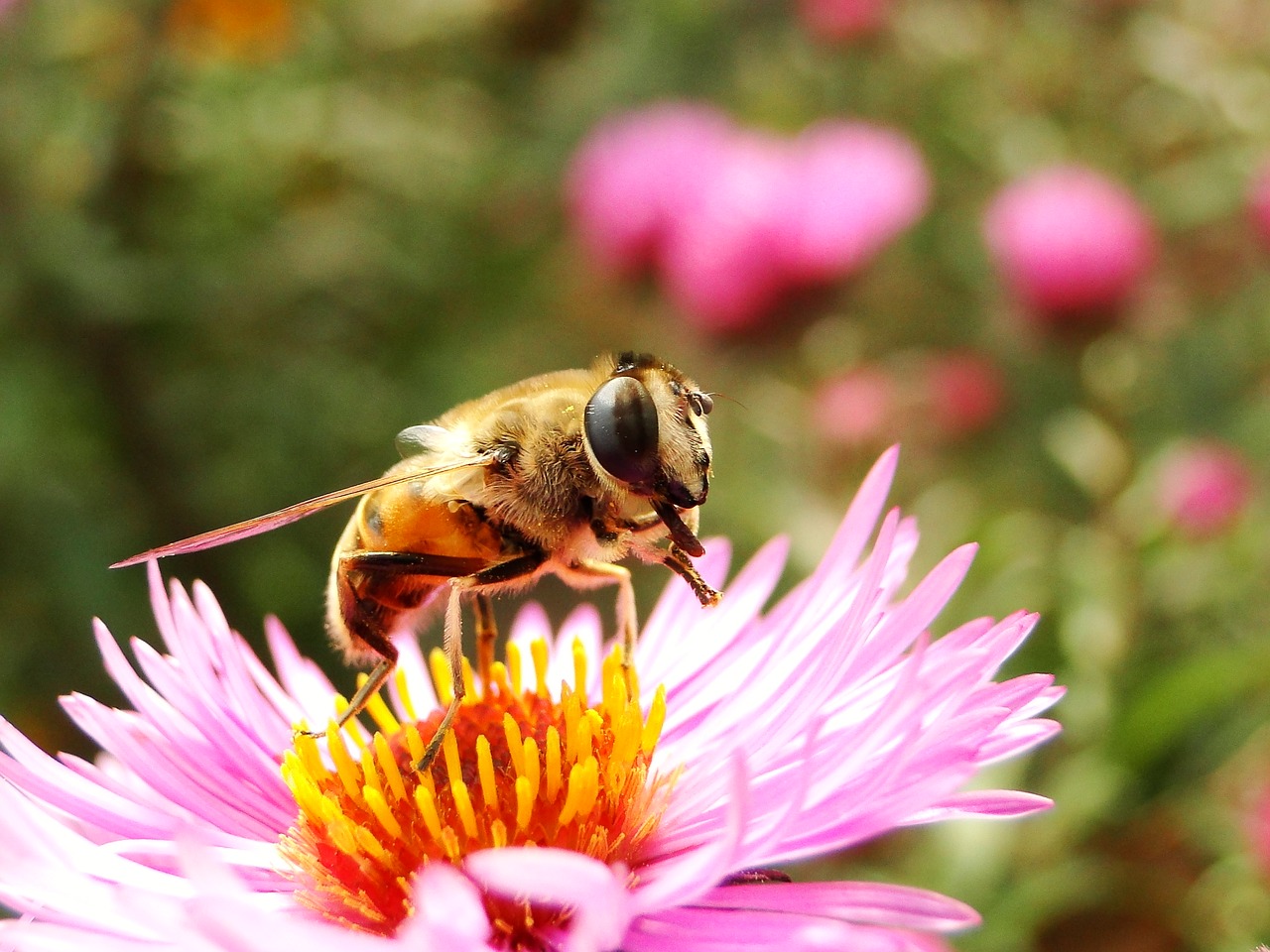 nature  flower  insect free photo