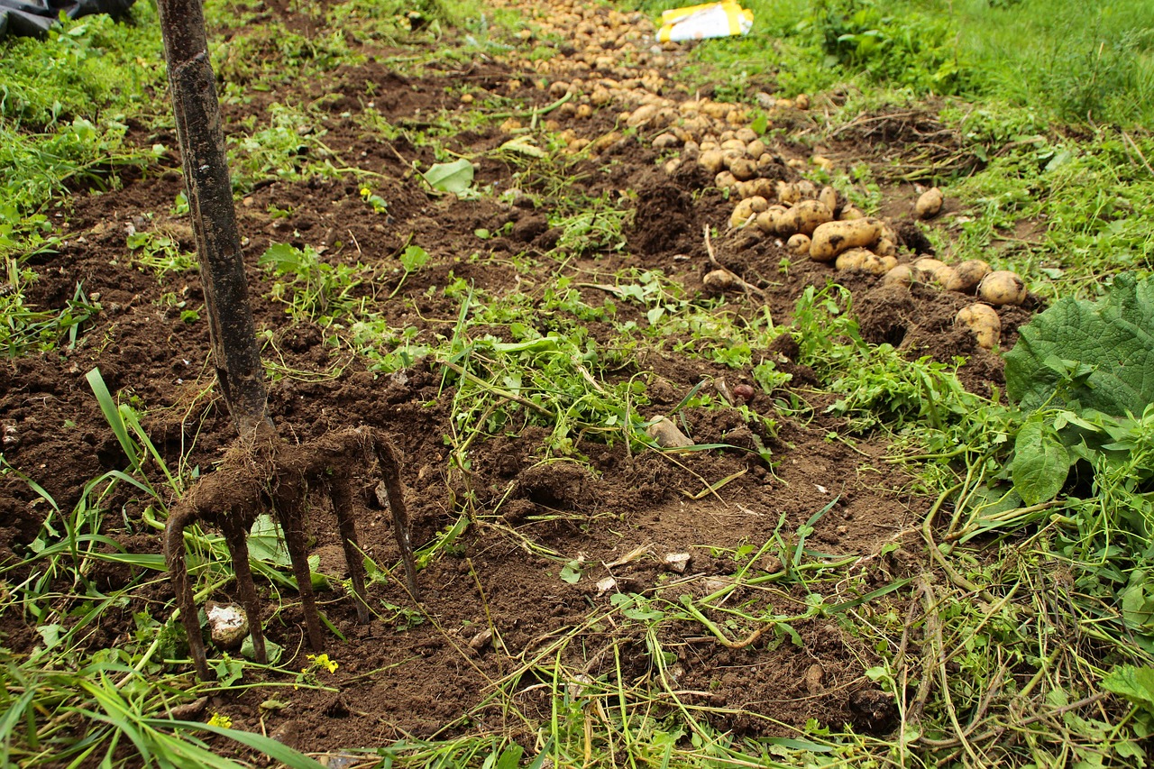 nature  soil  growth free photo