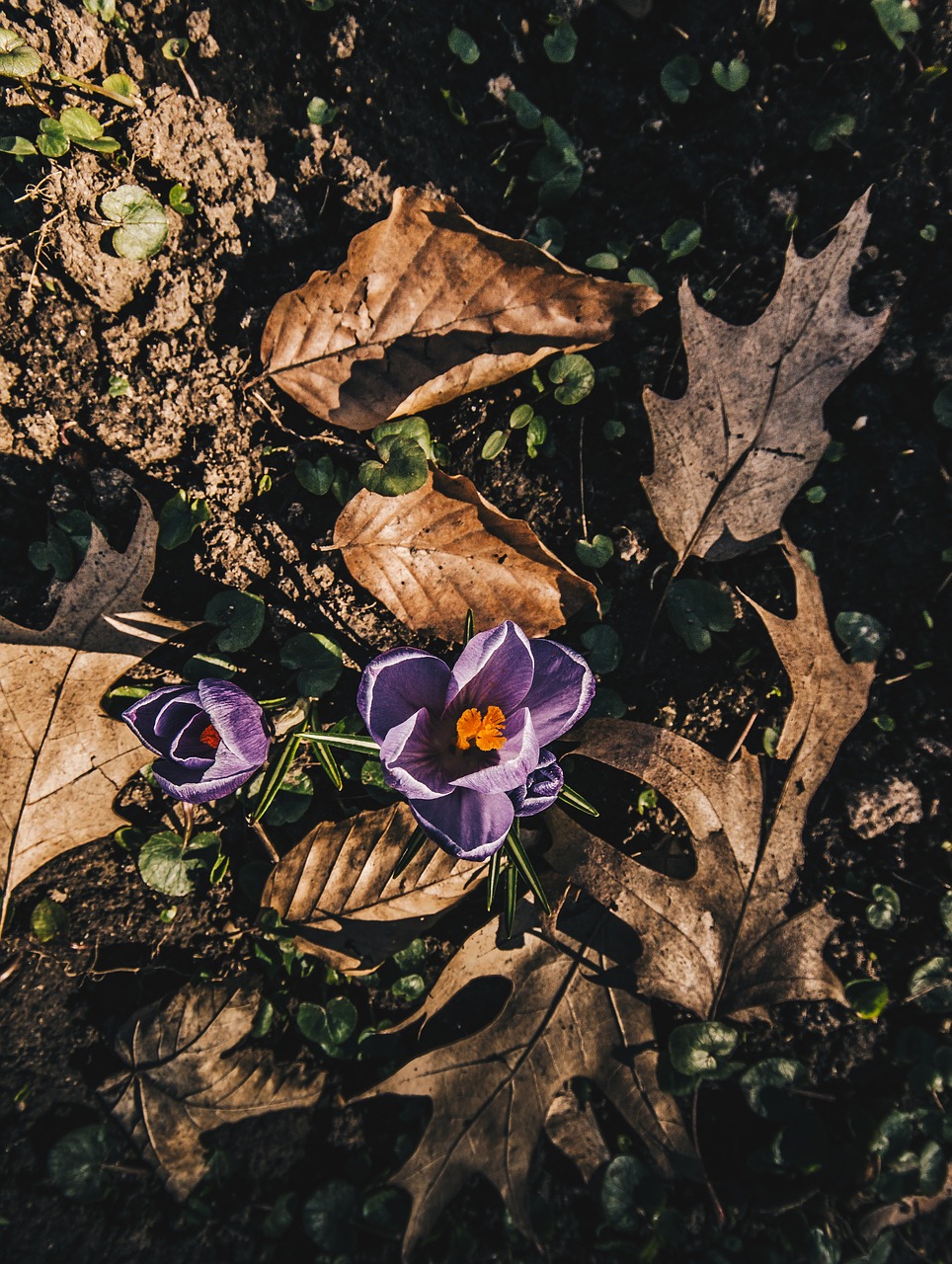 nature  leaf  plant free photo