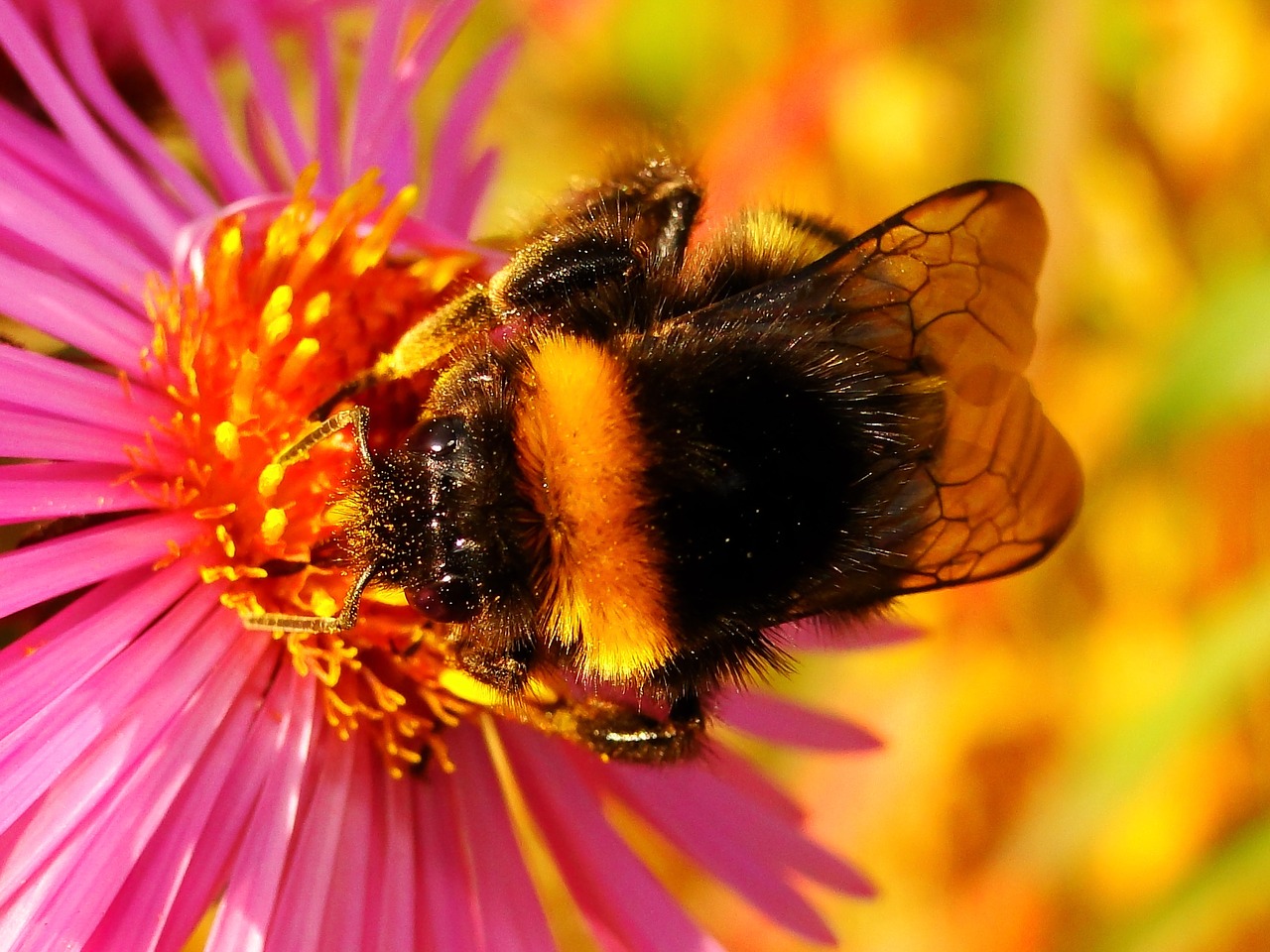 nature  insect  flower free photo