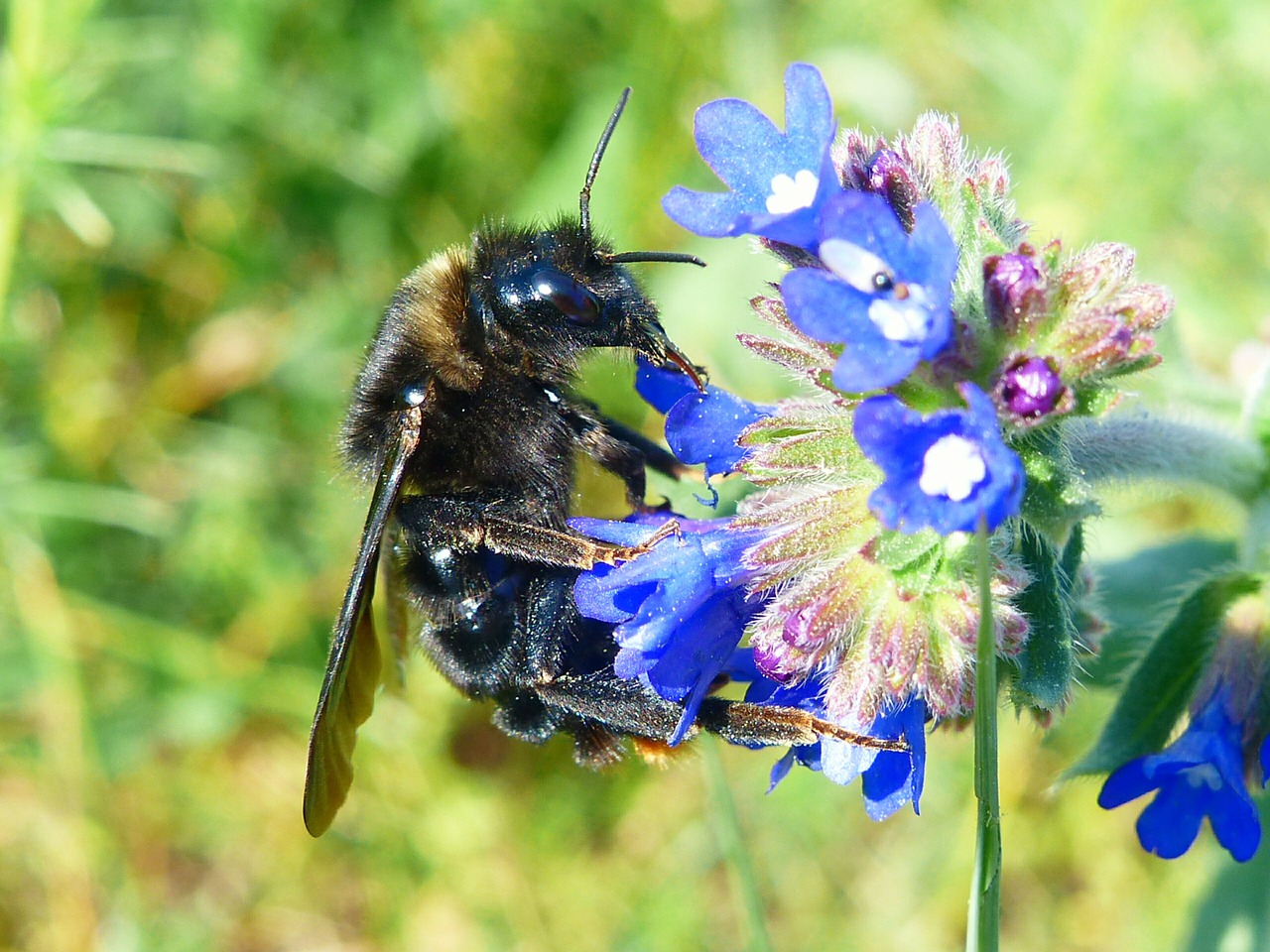 nature  apiformes  insect free photo