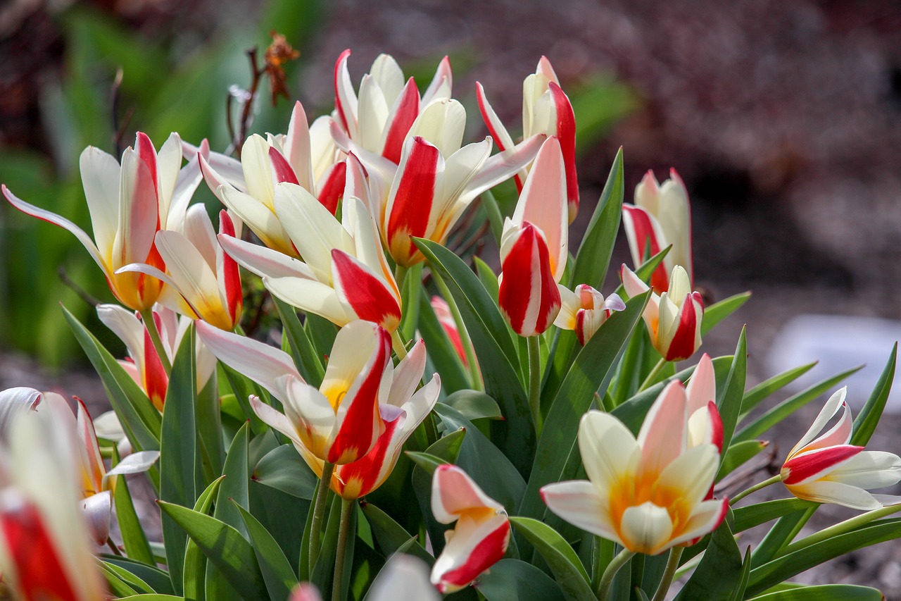 nature  flower  tulip free photo