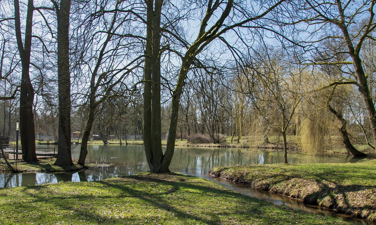 nature  tree  landscape free photo