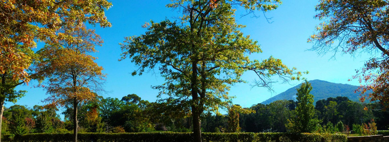 nature  tree  wood free photo