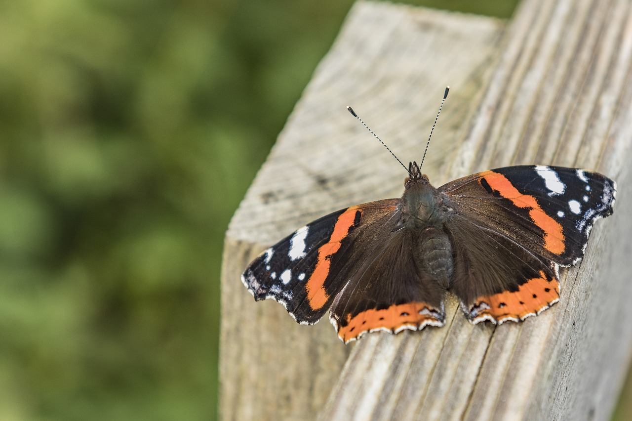 nature  butterfly  insect free photo