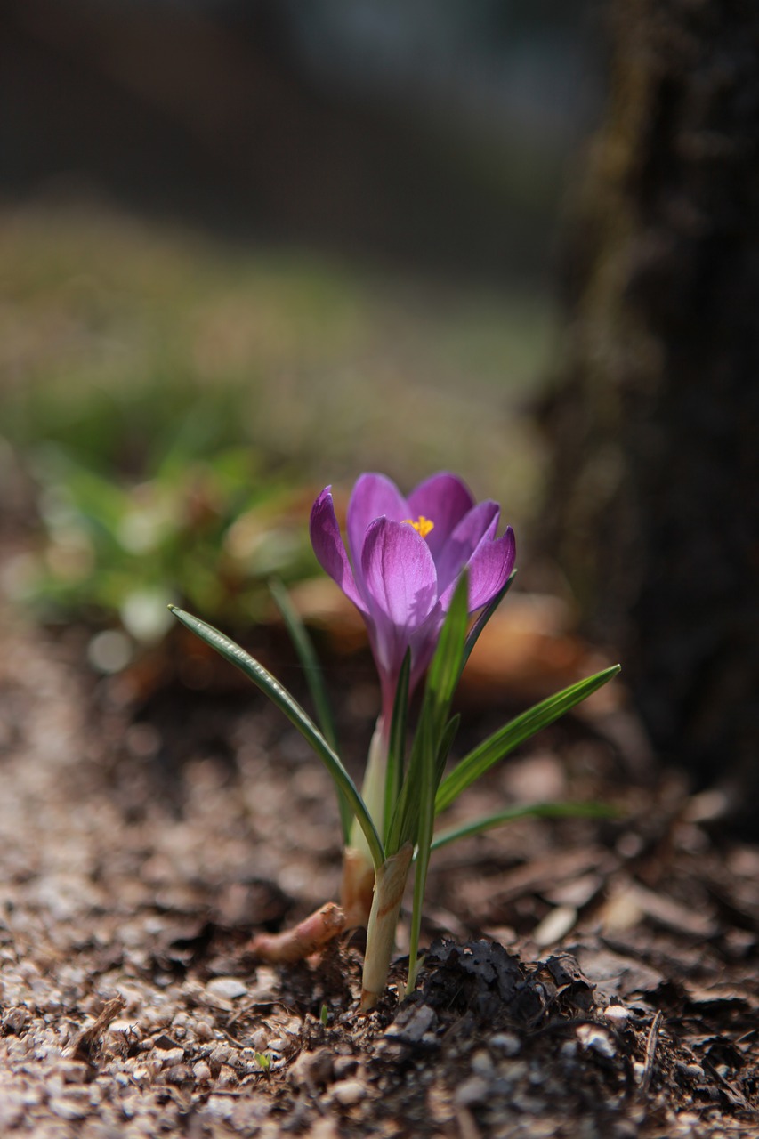 nature  flowers  plants free photo