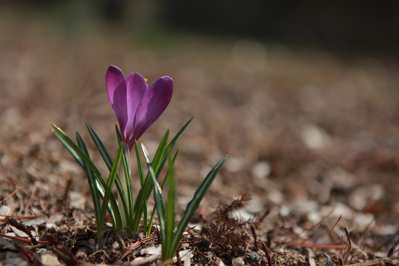 nature  flowers  plants free photo