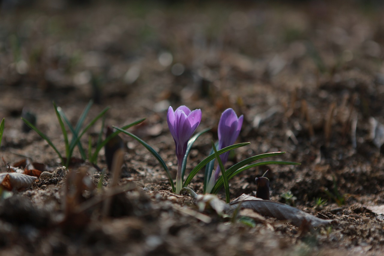 nature  flowers  plants free photo