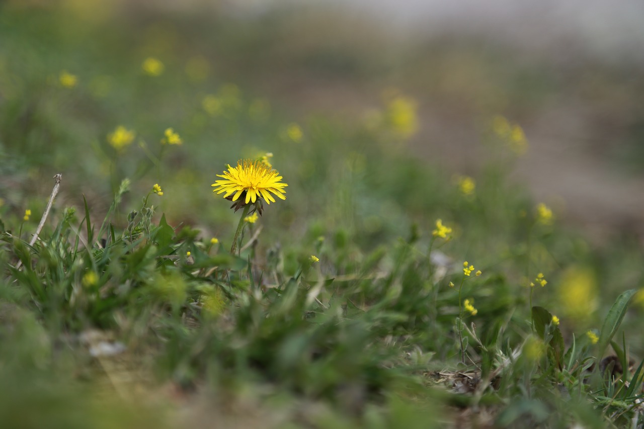 nature  grass  hayfields free photo