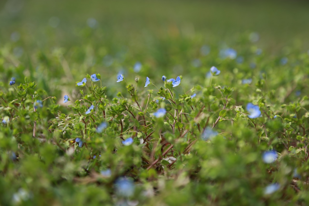 nature  plants  flowers free photo