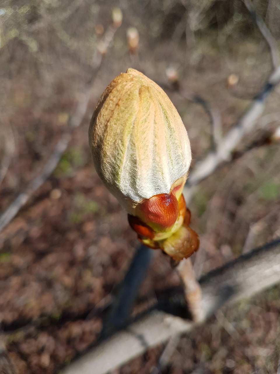 nature  wood  plant free photo