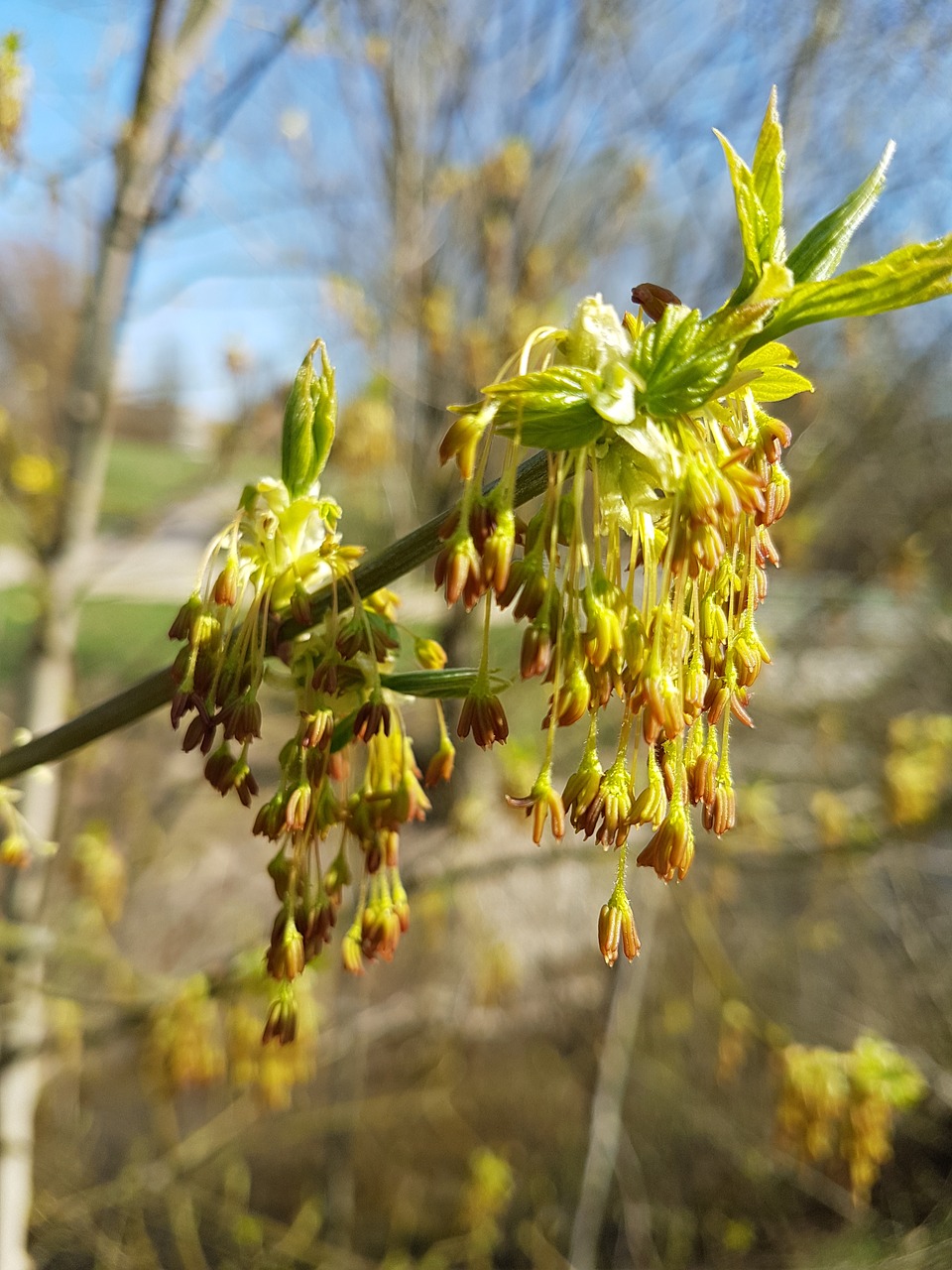 nature  wood  plant free photo