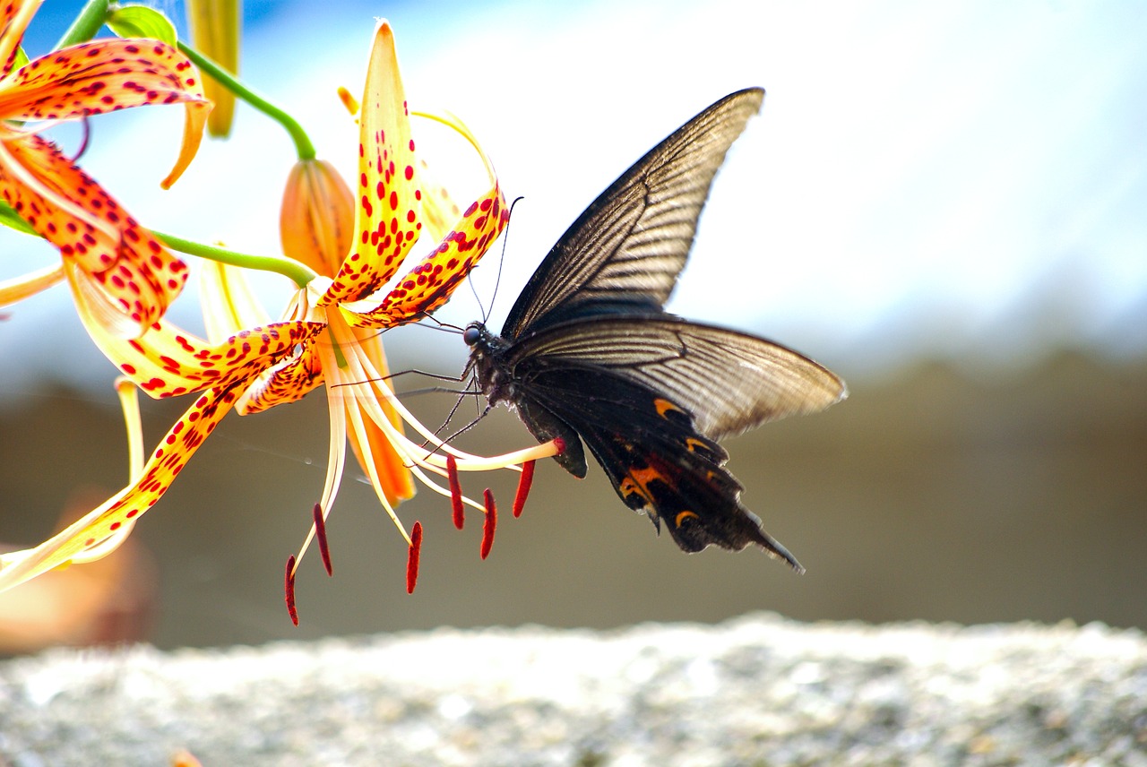 nature  insects  long tail now or free photo