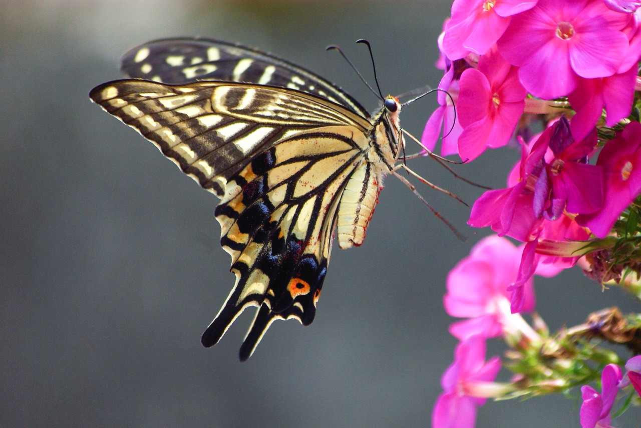 nature  insects  swallowtail free photo