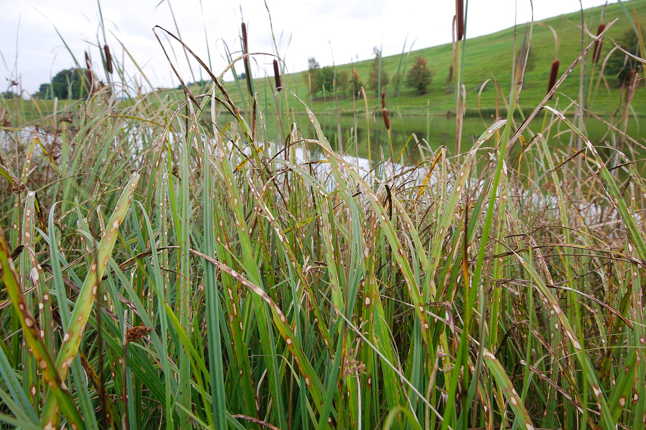 nature  grass  plant free photo